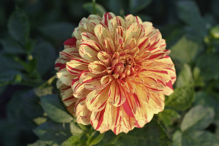 达利亚花朵花园礼物花束植物学园艺叶子植物群紫色粉色图片