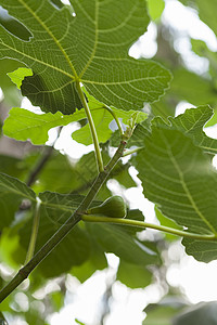 绿花果在树上成熟维生素绿色合子生物学树叶叶子泻药绿色植物水果植物群图片