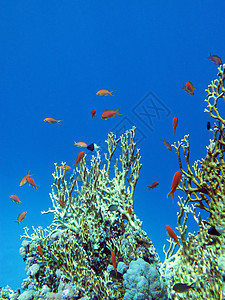 热带海底有大黄火的珊瑚和鱼群 位于热带海底海床海上生活水族馆运动海洋生物潜水盐水橙子蓝色潜水员图片