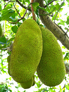 树上的胡萝卜热带植物水果餐厅农业异国生活菠萝蜜饮食植物群图片