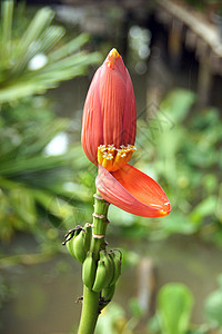 香蕉花生长热带丛林紫色香蕉食物甜点花瓣公园森林图片