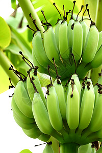 树上的原香蕉食物黄色森林生产水果健康皮肤饮食绿色宏观图片