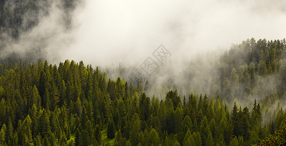 松树森林福吉森林情绪山脉阴霾针叶树木松树土地薄雾旅行风景背景