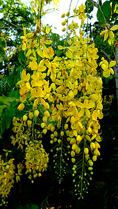 金色淋浴的黄花卡西娅瘘管病在树上国家种子植物教育公园墙纸植物群热带奶油花瓣图片