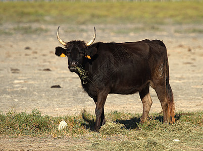 法国Camargue的典型牛图片