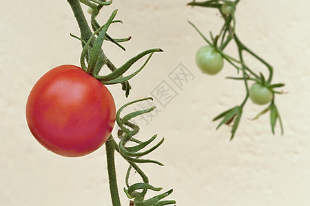 在乐园中的多彩的番茄花园团体收获营养农业市场木头烹饪植物生产图片