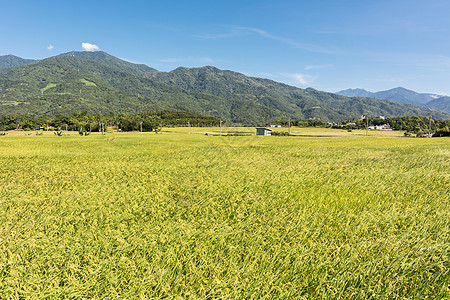 稻田农场粮食场景蓝色天堂食物风景热带农业场地收成图片