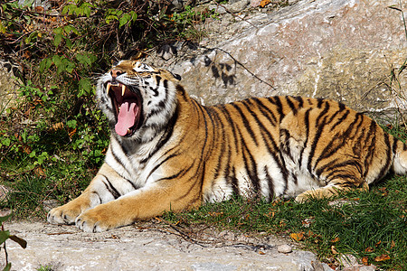 老虎打哈欠牙齿毛皮猫科野生动物力量舌头动物小憩虎豹捕食者图片