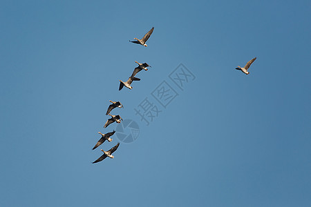 鹅飞环境航班团体自由旅行动物编队大雁漂浮迁移图片