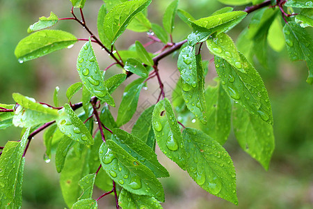 带雨滴的宏树枝 露在叶上生物养护照片生活树叶植物叶子花园水滴气候图片