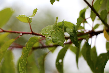带雨滴的宏树枝 露在叶上天气植物叶子花园生活气候养护水滴气泡照片图片