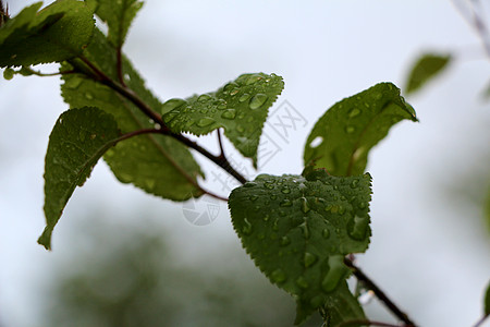 带雨滴的宏树枝 露在叶上花园植物环境气候摄影照片叶子养护气泡生活图片