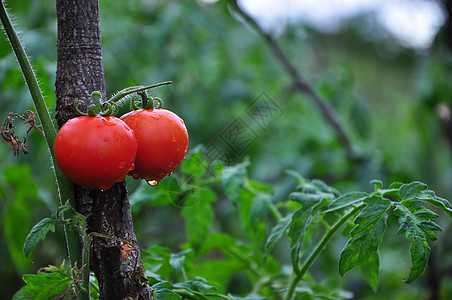 在乐园中的番茄图片