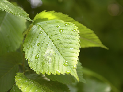 雨过后植物绿色环境树叶水滴宏观雨滴图片
