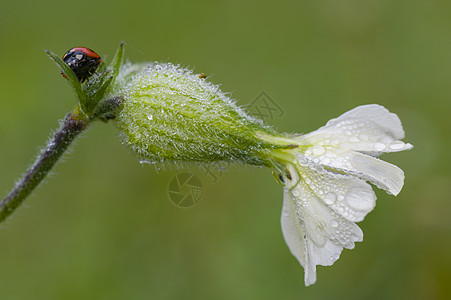 萨波拿里雅白花上的Ladybug七星瓢虫植物宏观肥皂草昆虫图片
