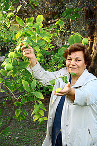 收集柠檬的美丽的女人柳条老年人女士幸福水果活动女性绿色黄色园艺背景图片