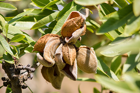 杏仁分公司粮食蓝色果园蔬菜水果场地植物干果花园生物高清图片