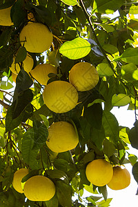 葡萄果饮食花园热带食物水果叶子植物果汁药品维生素背景图片