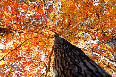 落树的树上 有照耀的太阳叶子生物学天空季节火花家庭星星橙子木头植物学图片