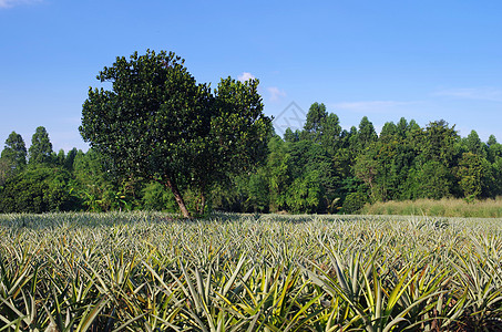 有机菠萝农场植物农业蓝天场地国家天空环境蓝色农村土地图片