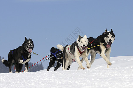 运动狗雪橇速度运输跑步杯子团队马具宠物竞赛比赛图片