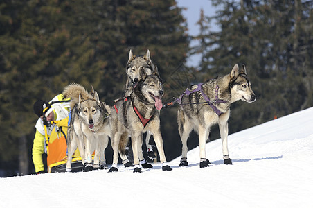 运动狗跑步团队马具杯子竞赛运输犬类速度宠物雪橇图片