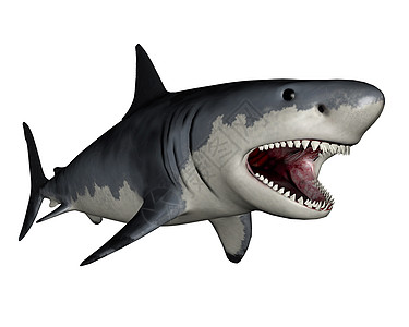 Megalodon 恐龙  三维转化海洋野生动物灰色动物牙齿白色新生代鲨鱼插图新世图片