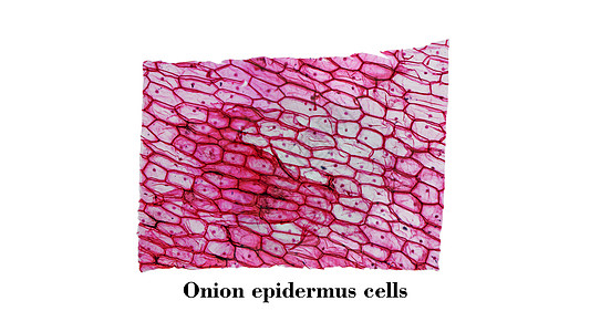 洋葱皮层显微镜照片植被植物显微幻灯片表皮光学实验室鳞茎宏观图片