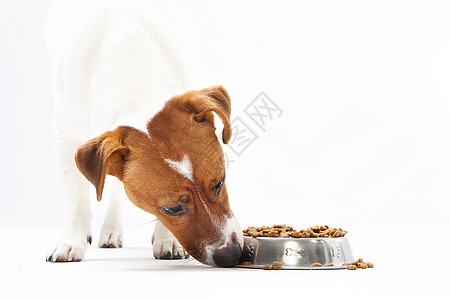 维生素减肥 健康饮食狗饮食动物猎犬报酬营养干粮骰子预防兽医良种图片