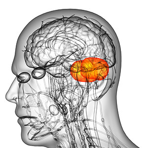 3d为人体脑脑的医学插图脑壳脊髓颅骨解剖学大脑嗅觉髓质垂体小脑脑桥图片