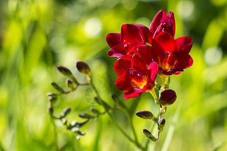 花园里的白兰地展示礼物红色绿色脆弱性植物群花瓣花束香味花店图片