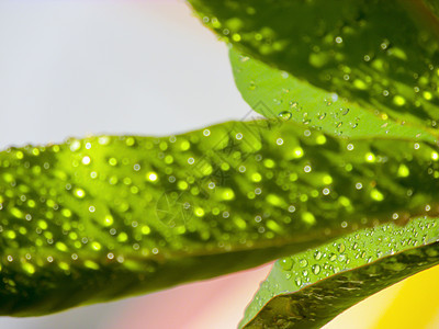 绿叶叶水滴植物群植物草地液体生长树叶叶子气泡雨滴气候背景图片