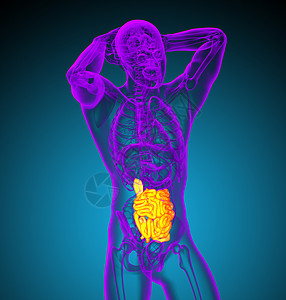 3d 表示小肠的插图医疗冒号解剖学器官胸部背景图片
