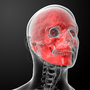 3d 使人头骨解剖蝶骨教育筛骨骨骼生理鼻音上颌骨生物学身体解剖学图片