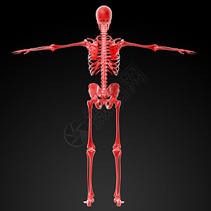 3D变红骨架解剖学白色皮肤男性腹部骨骼身体肌肉颅骨科学图片