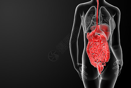 3d 渲染女性消化系统胸部外科绘画药品肌肉x光解剖学教育身体健康图片