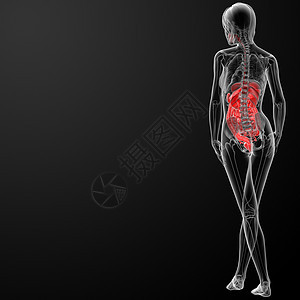 3d 渲染女性消化系统x光胸部绒毛教育医疗肌肉解剖学身体手术器官图片