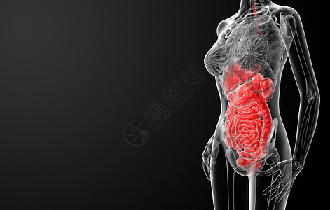 3d 渲染女性消化系统x光绘画身体肌肉胸部绒毛教育外科健康解剖学图片