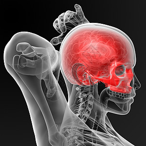 头骨死亡生理生物学身体教育白色科学颅骨骨骼医疗图片