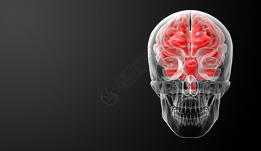 人脑X射线扫描插图射线牙齿黑色骨头智力绿色医院药品图片