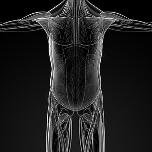 男性肌肉姿势胸部解剖学药品男人手臂插图肌腱科学生物学图片