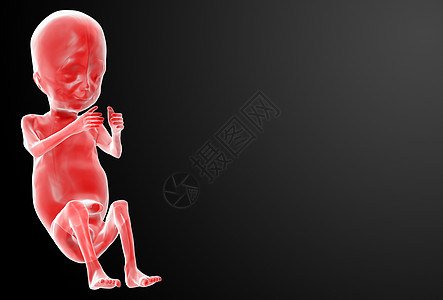 人类胎儿婴儿渲染插图脐带生理身体解剖学生长科学怀孕背景图片