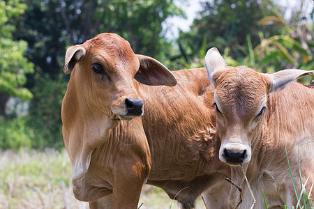 奶牛猫氧化牛地平线场地天空环境奶牛生长季节草地牧歌农田背景