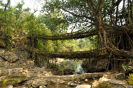 印度的旧根桥树木丛林岩石跨度立交桥根桥天桥森林行人图片
