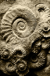 化石亚美蒙蜗牛生物学矿物古生物学螺旋石头贝壳地质学海洋生物图片