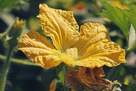 埃及黄瓜花朵aka 埃及黄瓜蔬菜藤蔓海绵幼果水果植物葫芦抹布纤维状图片