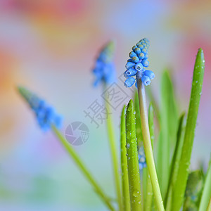 穆斯卡里龙代花花花束季节紫色桌子园艺卡片叶子木头植物植物群图片