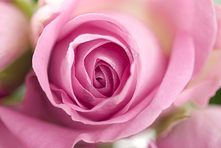 玫瑰花瓣框架粉色背景图片