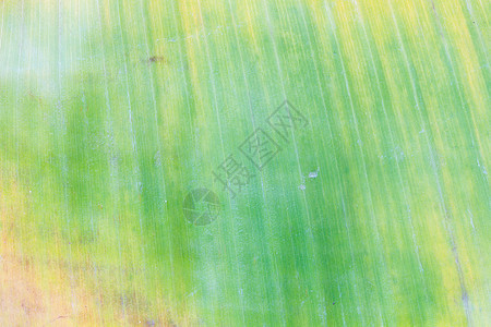 带直线的香蕉叶背景食物墙纸环境宏观叶子植物学线条热带植物花园图片