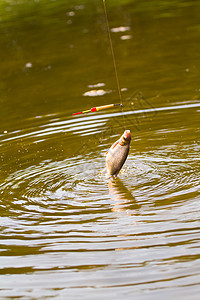 活性鱼苗钓竿池塘打猎淡水罢工季节河岸野生动物爱好活动动物图片